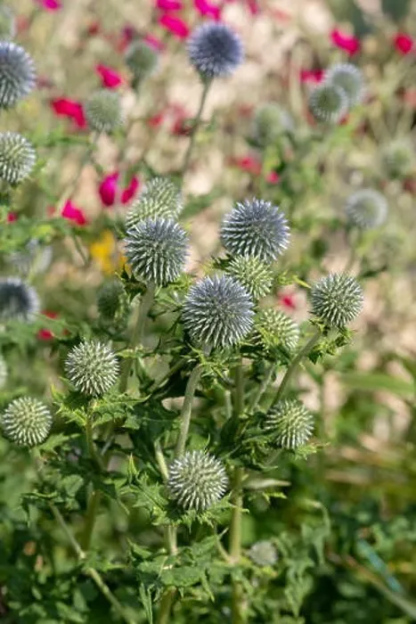 Framed Print : Colorful floral natural outdoor close up of globe thistles with a field / meadow as natural blurred background on a Framed Print : Colorful floral natural outdoor close up of globe thistles with a field / meadow as natural blurred background on a