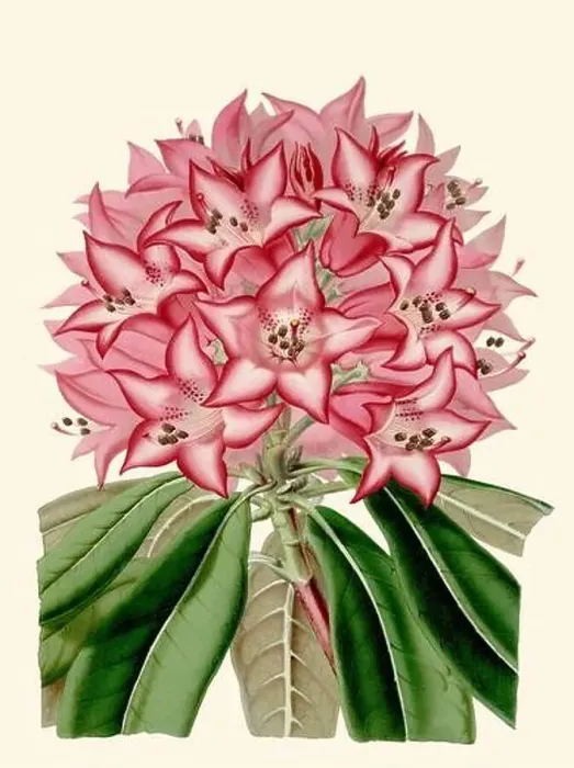 Framed Print : Colorful Flower Illustration: A digital vintage-style flower on a plain beige background Framed Print : Colorful Flower Illustration: A digital vintage-style flower on a plain beige background