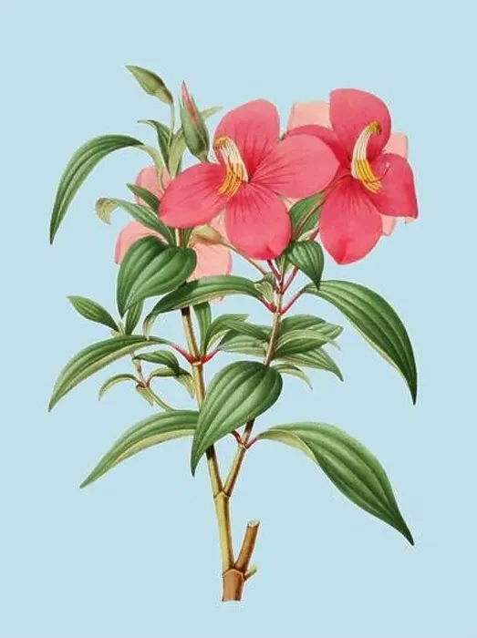 Framed Print : Colorful Flower Illustration: A digital vintage-style flower on a plain light blue background Framed Print : Colorful Flower Illustration: A digital vintage-style flower on a plain light blue background