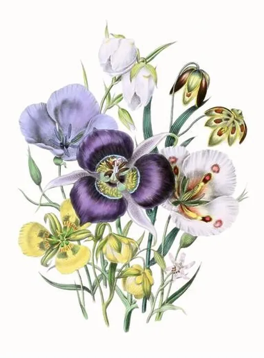 Framed Print : Colorful Flower Illustration: A digital vintage-style flower on a textured white background Framed Print : Colorful Flower Illustration: A digital vintage-style flower on a textured white background