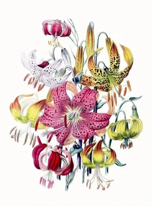 Framed Print : Colorful Flower Illustration: A digital vintage-style flower on a textured white background Framed Print : Colorful Flower Illustration: A digital vintage-style flower on a textured white background