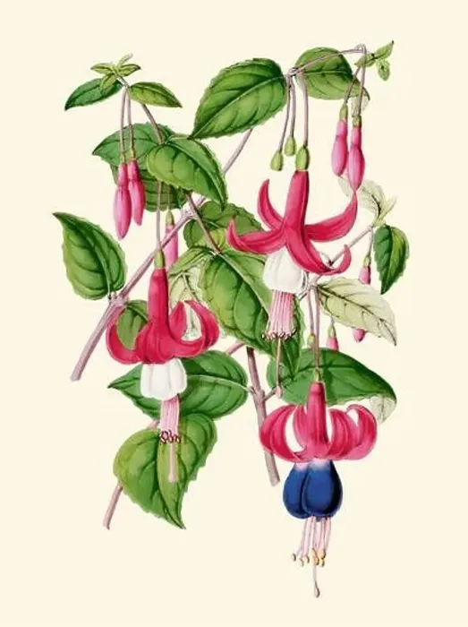 Framed Print : Colorful Flower Illustration: digital vintage-style Fuchsia Flowers on a plain beige background Framed Print : Colorful Flower Illustration: digital vintage-style Fuchsia Flowers on a plain beige background