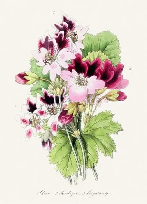 Framed Print : Colorful Flower Illustration. Vintage Botanical Art. Circa 1848 Framed Print : Colorful Flower Illustration. Vintage Botanical Art. Circa 1848