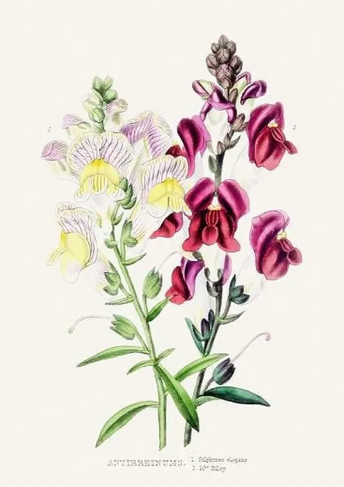 Framed Print : Colorful Flower Illustration. Vintage Botanical Art. Circa 1848 Framed Print : Colorful Flower Illustration. Vintage Botanical Art. Circa 1848