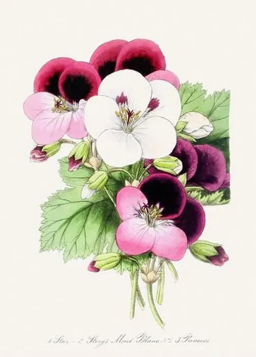 Framed Print : Colorful Flower Illustration. Vintage Botanical Art. Circa 1848 Framed Print : Colorful Flower Illustration. Vintage Botanical Art. Circa 1848
