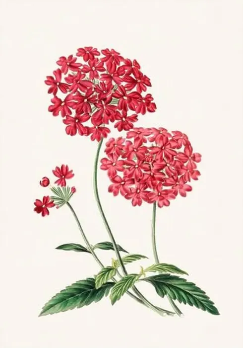 Framed Print : Colorful Flowers: vintage-style flower illustration on a light beige background Framed Print : Colorful Flowers: vintage-style flower illustration on a light beige background