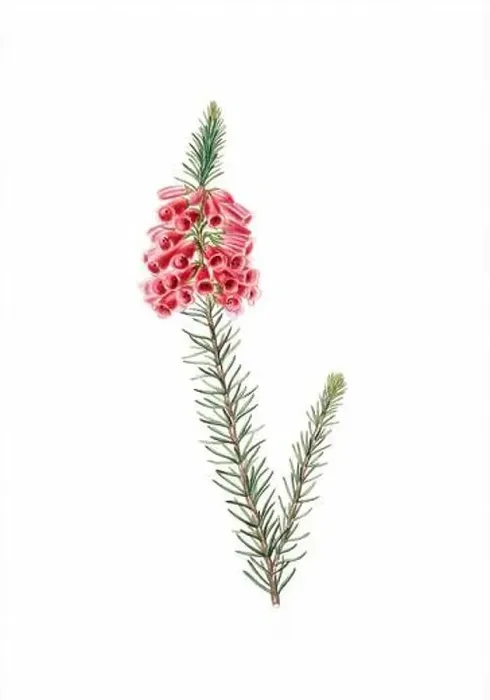 Framed Print : Colorful Flowers: vintage-style flower illustration on a white background