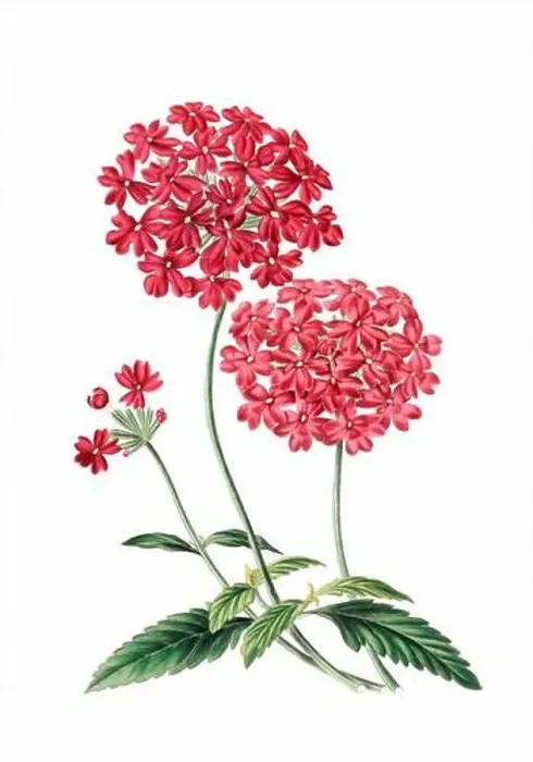 Framed Print : Colorful Flowers: vintage-style flower illustration on a white background Framed Print : Colorful Flowers: vintage-style flower illustration on a white background