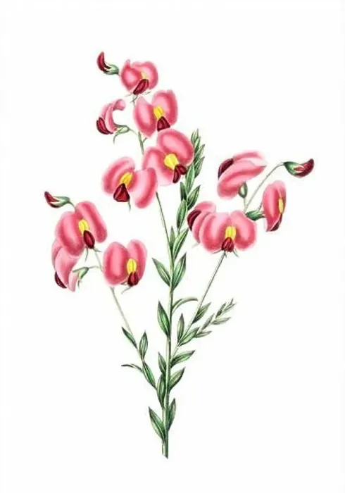Framed Print : Colorful Flowers: vintage-style flower illustration on a white background Framed Print : Colorful Flowers: vintage-style flower illustration on a white background