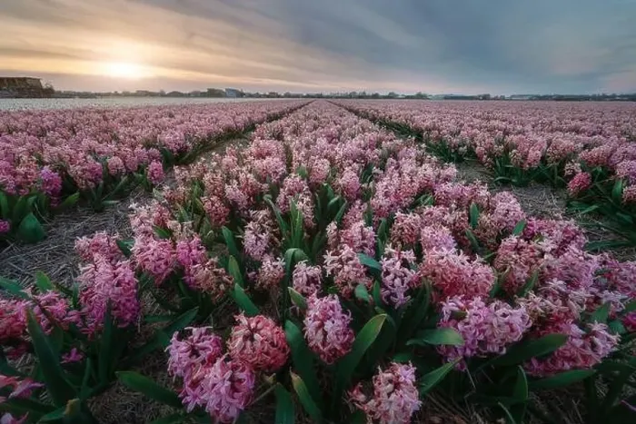 Framed Print : colorful hyacinth fields in Keukenhof, Lisse at dusk in Netherlands