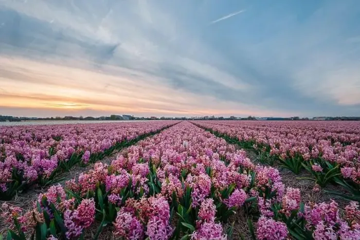 Framed Print : colorful hyacinth fields in Keukenhof, Lisse at dusk in Netherlands Framed Print : colorful hyacinth fields in Keukenhof, Lisse at dusk in Netherlands