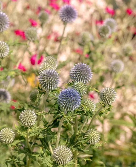 Framed Print : Colorful impressionistic floral outdoor close up of globe thistles with a field / meadow as natural blurred background Framed Print : Colorful impressionistic floral outdoor close up of globe thistles with a field / meadow as natural blurred background