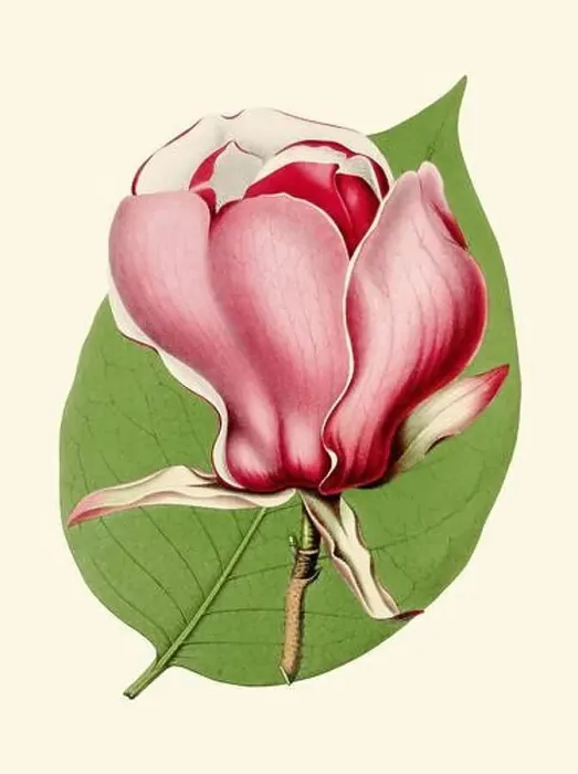 Framed Print : Colorful Magnolia Flower Illustration: A digital vintage-style flower on a plain beige background Framed Print : Colorful Magnolia Flower Illustration: A digital vintage-style flower on a plain beige background