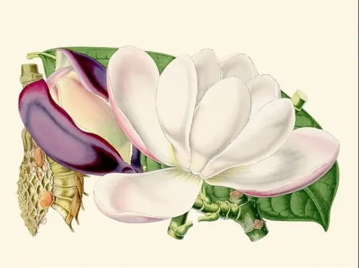 Framed Print : Colorful Magnolia Flower Illustration: A digital vintage-style flower on a plain beige background Framed Print : Colorful Magnolia Flower Illustration: A digital vintage-style flower on a plain beige background