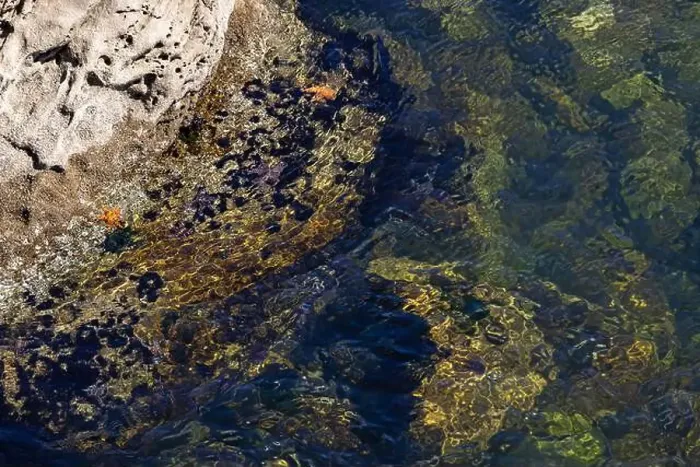Framed Print : Colorful marine life and clear water observed along rocky shoreline during bright sunny day Framed Print : Colorful marine life and clear water observed along rocky shoreline during bright sunny day