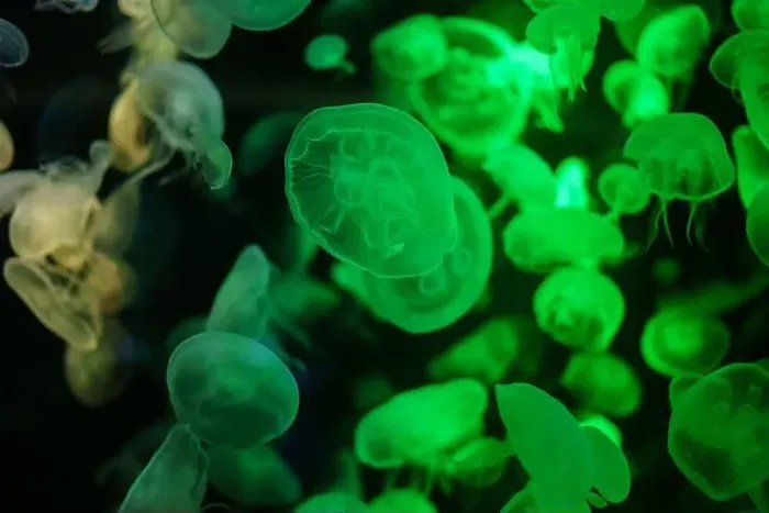 Framed Print : colorful Moon Jellyfish moving underwater. light reflection in water Framed Print : colorful Moon Jellyfish moving underwater. light reflection in water