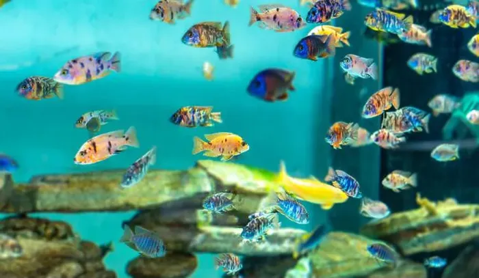 Framed Print : Colorful OB Peacock cichlids in freshwater aquarium