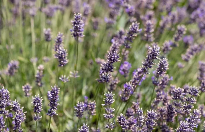 Framed Print : Colorful outdoor closeup floral nature image of blooming wild violet lavender on a green meadow on a hot sunny summer Framed Print : Colorful outdoor closeup floral nature image of blooming wild violet lavender on a green meadow on a hot sunny summer
