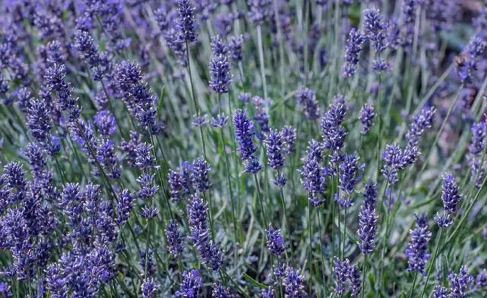 Framed Print : Colorful outdoor closeup floral nature image of blooming wild violet lavender a green meadow on a sunny summer day Framed Print : Colorful outdoor closeup floral nature image of blooming wild violet lavender a green meadow on a sunny summer day