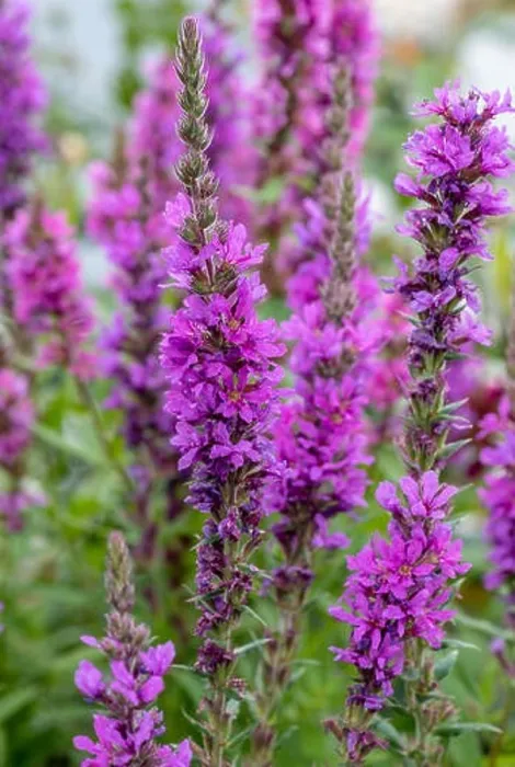 Framed Print : Colorful outdoor natural close up floral image of a field of purple loosestrife in a garden on a summer day Framed Print : Colorful outdoor natural close up floral image of a field of purple loosestrife in a garden on a summer day
