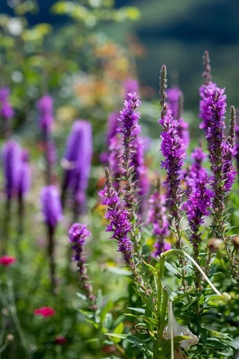 Framed Print : Colorful outdoor natural close up floral image of a field of purple loosestrife taken in a garden on a summer day with Framed Print : Colorful outdoor natural close up floral image of a field of purple loosestrife taken in a garden on a summer day with