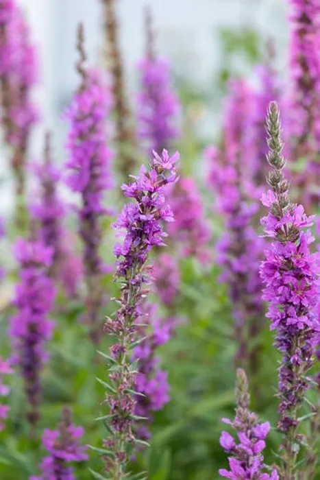 Framed Print : Colorful outdoor natural close up floral image of a field of purple loosestrife taken in a garden on a summer day with Framed Print : Colorful outdoor natural close up floral image of a field of purple loosestrife taken in a garden on a summer day with