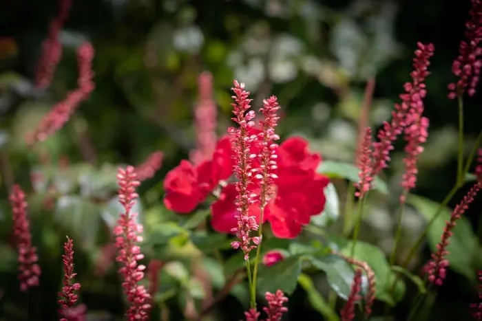 Framed Print : Colorful outdoor natural close up floral image of a field of purple red snakeroot / snakeweed / bistort blossoms in a Framed Print : Colorful outdoor natural close up floral image of a field of purple red snakeroot / snakeweed / bistort blossoms in a