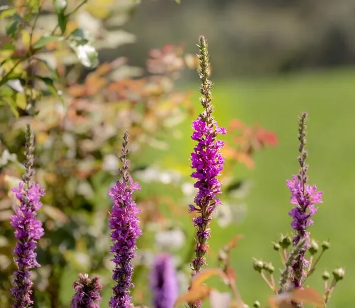 Framed Print : Colorful outdoor natural close up floral image of purple loosestrife blossoms taken in a garden on a hot summer day Framed Print : Colorful outdoor natural close up floral image of purple loosestrife blossoms taken in a garden on a hot summer day