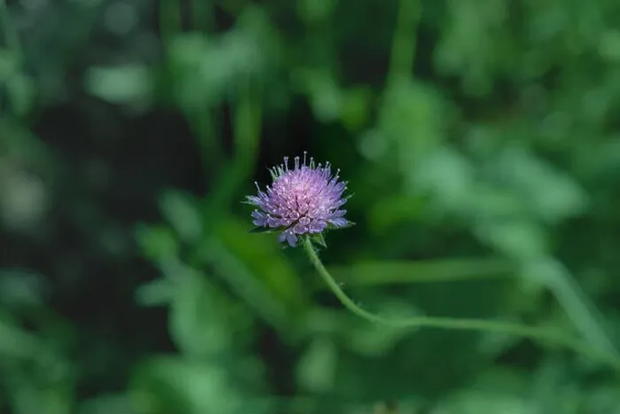 Framed Print : Colorful outdoor nature closeup image of a single isolated red clover wild flower on natural blurred green background Framed Print : Colorful outdoor nature closeup image of a single isolated red clover wild flower on natural blurred green background