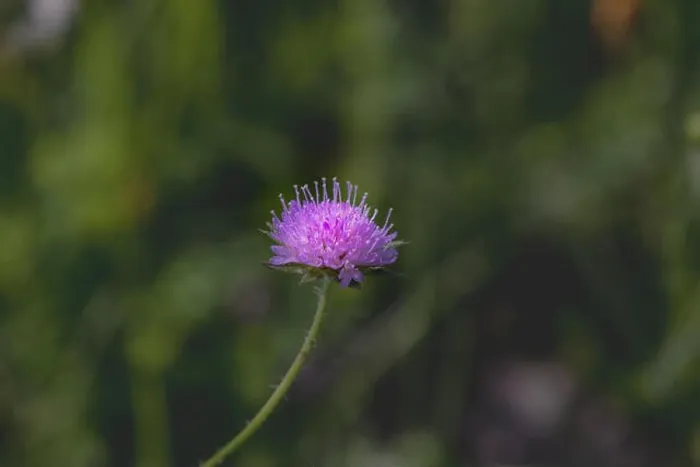 Framed Print : Colorful outdoor nature closeup image of a single isolated red clover wild flower on natural blurred green background Framed Print : Colorful outdoor nature closeup image of a single isolated red clover wild flower on natural blurred green background