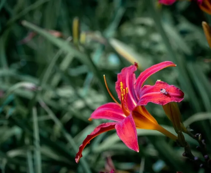 Framed Print : Colorful outdoor nature macro image of a blooming red daylily blossom with a beetle on a natural green blurred