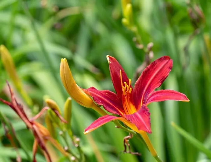 Framed Print : Colorful outdoor nature macro image of a blooming red daylily blossom with a beetle on its petals with natural green Framed Print : Colorful outdoor nature macro image of a blooming red daylily blossom with a beetle on its petals with natural green