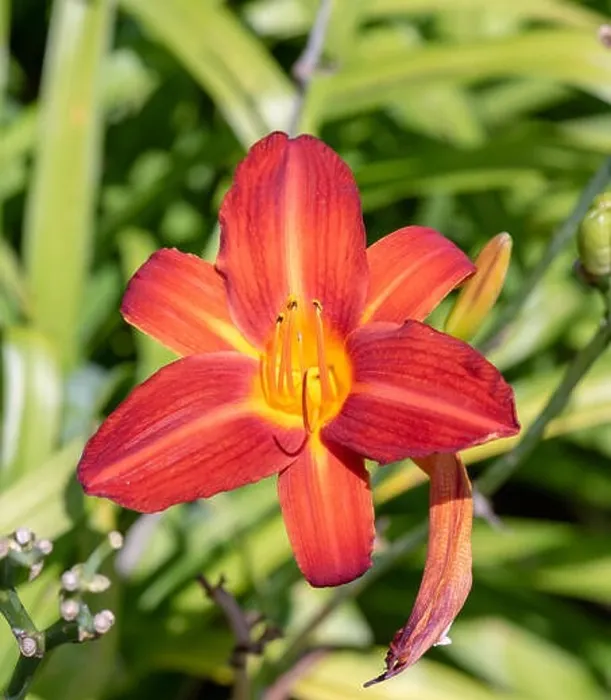 Framed Print : Colorful outdoor nature macro image of a blooming red yellow daylily blossom on a natural green blurred background Framed Print : Colorful outdoor nature macro image of a blooming red yellow daylily blossom on a natural green blurred background