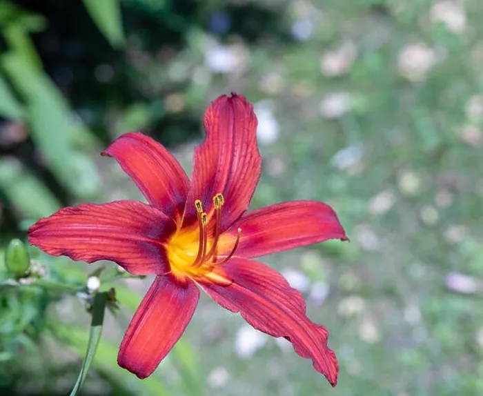 Framed Print : Colorful outdoor nature macro image of a blooming red yellow daylily blossom on a natural green blurred background Framed Print : Colorful outdoor nature macro image of a blooming red yellow daylily blossom on a natural green blurred background