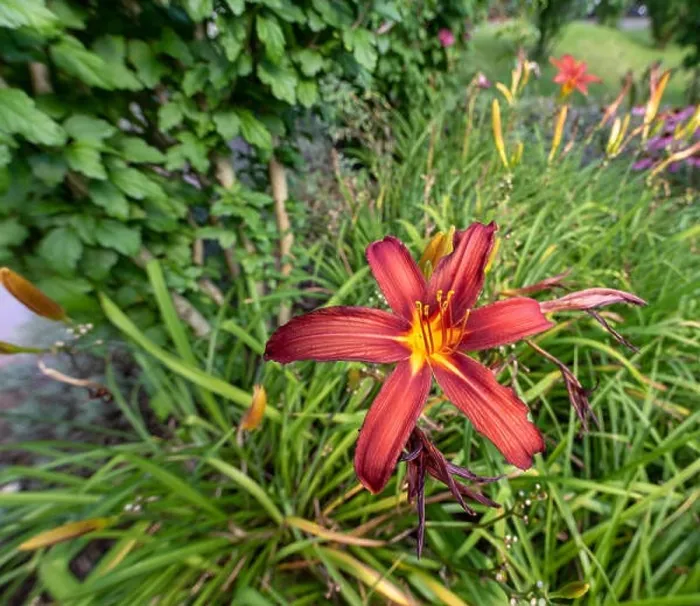 Framed Print : Colorful outdoor nature macro image of a blooming red yellow daylily blossom on a natural green blurred background Framed Print : Colorful outdoor nature macro image of a blooming red yellow daylily blossom on a natural green blurred background