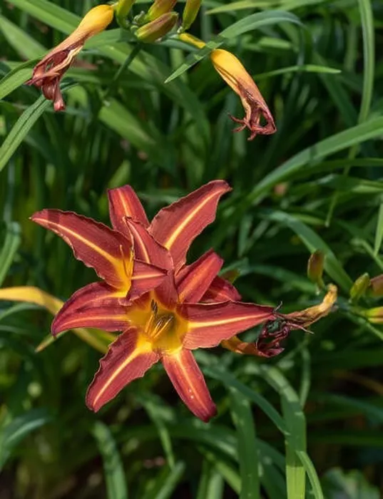 Framed Print : Colorful outdoor nature macro image of a blooming red yellow daylily blossom on a natural green blurred background Framed Print : Colorful outdoor nature macro image of a blooming red yellow daylily blossom on a natural green blurred background