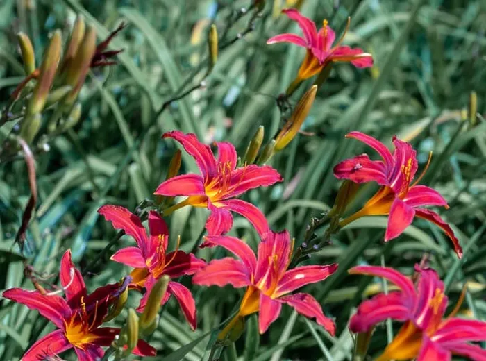 Framed Print : Colorful outdoor nature macro image of a field of blooming red yellow daylily blossoms on a natural green blurred Framed Print : Colorful outdoor nature macro image of a field of blooming red yellow daylily blossoms on a natural green blurred