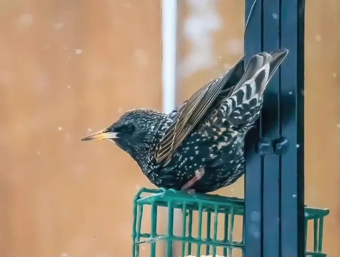 Framed Print : Colorful patterned feathers on a european starling perched on top of a suet feeder on a snowy spring day in a backyard Framed Print : Colorful patterned feathers on a european starling perched on top of a suet feeder on a snowy spring day in a backyard