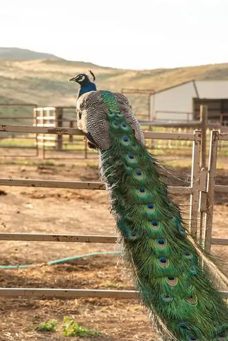 Framed Print : A colorful peacock with iridescent tail feathers rests on a fence in a serene outdoor farm environment on a Wyoming Framed Print : A colorful peacock with iridescent tail feathers rests on a fence in a serene outdoor farm environment on a Wyoming