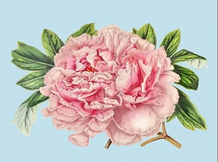 Framed Print : Colorful Peony Flower Illustration: A digital vintage-style flower on a plain light blue background