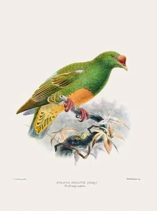 Framed Print : Colorful Pigeons. Vintage bird illustration. 19th century bird art. Ca 1878 Framed Print : Colorful Pigeons. Vintage bird illustration. 19th century bird art. Ca 1878