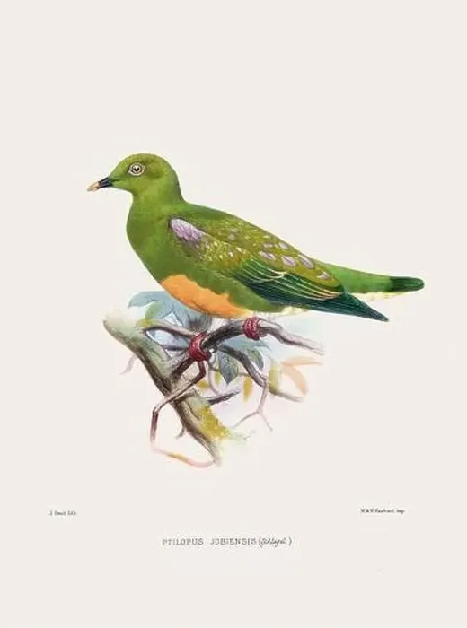 Framed Print : Colorful Pigeons. Vintage bird illustration. 19th century bird art. Ca 1878 Framed Print : Colorful Pigeons. Vintage bird illustration. 19th century bird art. Ca 1878