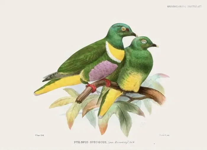Framed Print : Colorful Pigeons. Vintage bird illustration. 19th century bird art. Ca 1878 Framed Print : Colorful Pigeons. Vintage bird illustration. 19th century bird art. Ca 1878