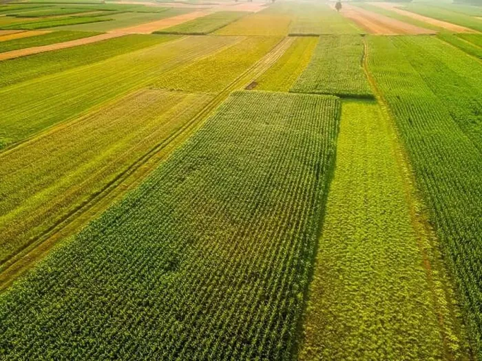 Framed Print : Colorful Plants in Agriculture Fields Drone View Framed Print : Colorful Plants in Agriculture Fields Drone View
