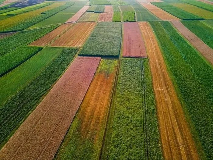 Framed Print : Colorful Plants in Agriculture Fields Drone View Framed Print : Colorful Plants in Agriculture Fields Drone View