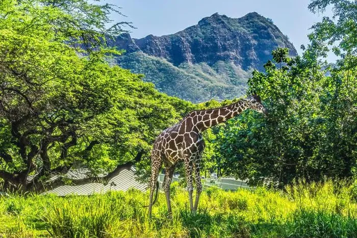 Framed Print : Colorful reticulated giraffe, Diamond Head, Waikiki, Oahu, Hawaii Framed Print : Colorful reticulated giraffe, Diamond Head, Waikiki, Oahu, Hawaii