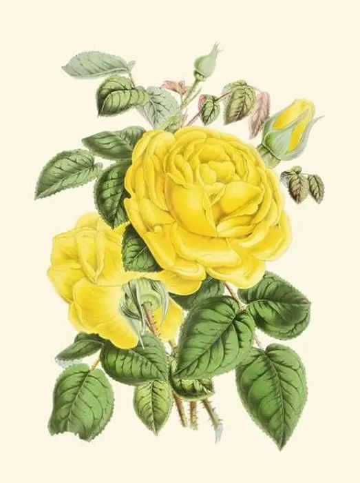 Framed Print : Colorful Rose Flower Illustration: A digital vintage-style flower on a plain beige background Framed Print : Colorful Rose Flower Illustration: A digital vintage-style flower on a plain beige background