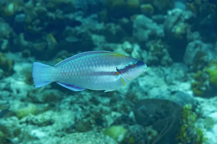 Framed Print : A colorful Scarus iseri, commonly known as the striped parrotfish Framed Print : A colorful Scarus iseri, commonly known as the striped parrotfish