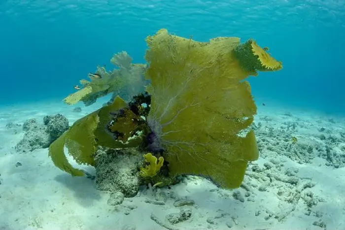 Framed Print : A colorful sea fan dominates the scenery in Bonaire's underwater landscape Framed Print : A colorful sea fan dominates the scenery in Bonaire's underwater landscape