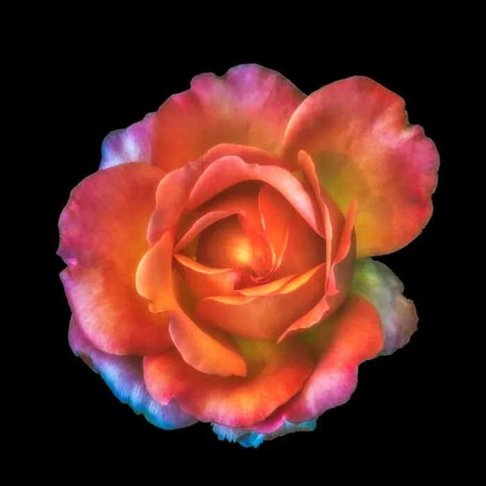Framed Print : Colorful shimmering fine art still life floral macro of a single isolated orange colored open rose blossom